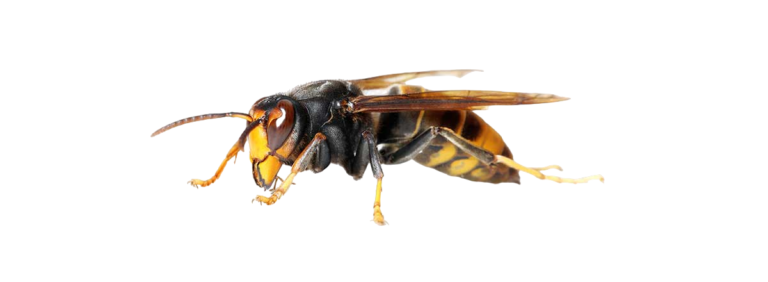 Informations relatives à la lutte contre les reines frelons asiatiques et les chenilles processionnaires et bilan 2025.